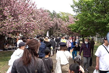石神井公園八重桜（照姫まつり）