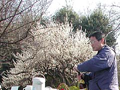上石神井「沖寿し」三宝寺池お花見